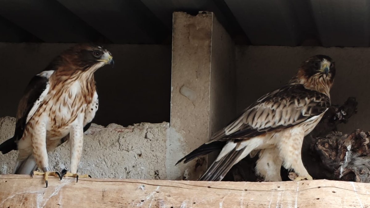 Nuevo ejemplar de águila calzada hembra procedente del Centro de Recuperación de Animales Silvestres (CRAS)