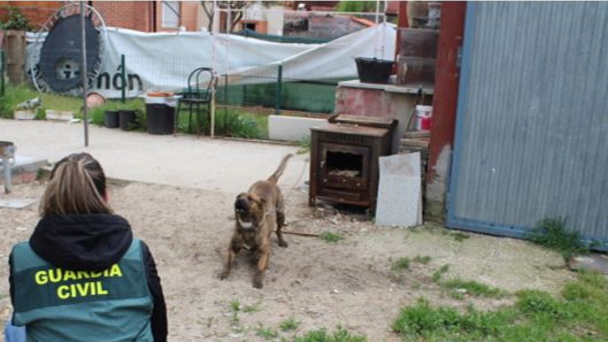 Guardia Civil junto a un perro