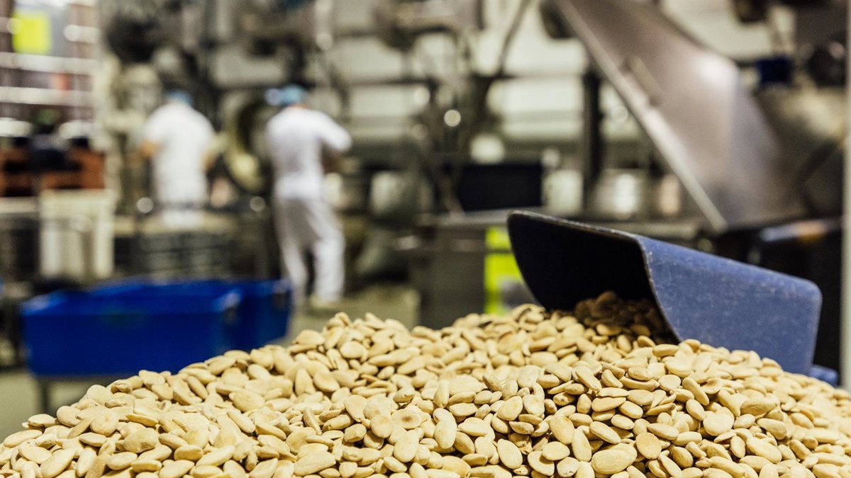Almendras siendo procesadas tras la recolección.

Joaquín Reina - Europa Press