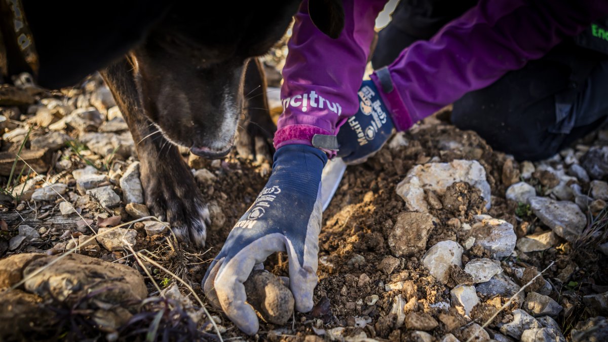Recogiendo trufas en una finca de la provincia.