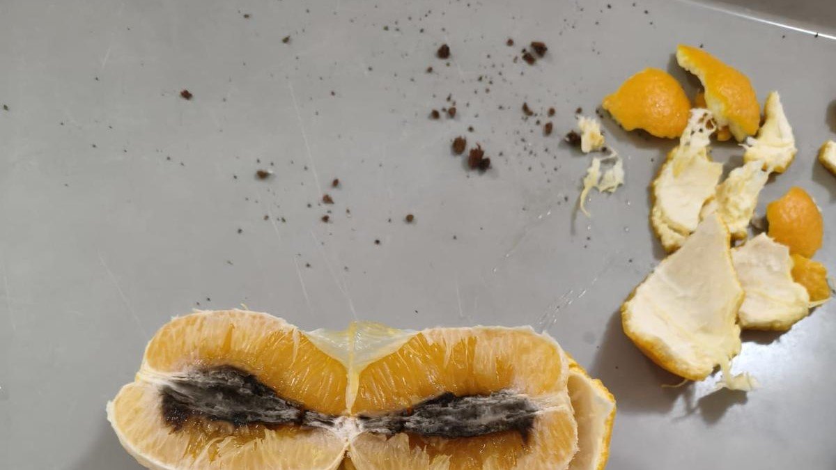 Naranjas podridas servidas hace pocos días en el internado de FP de la Santa Espina.