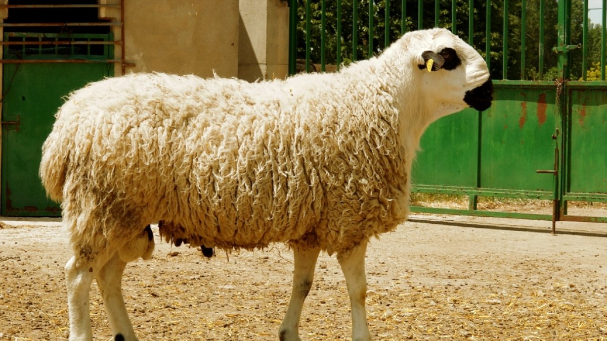 Ejemplar de ovino ojalado tradicional de Soria y Segovia