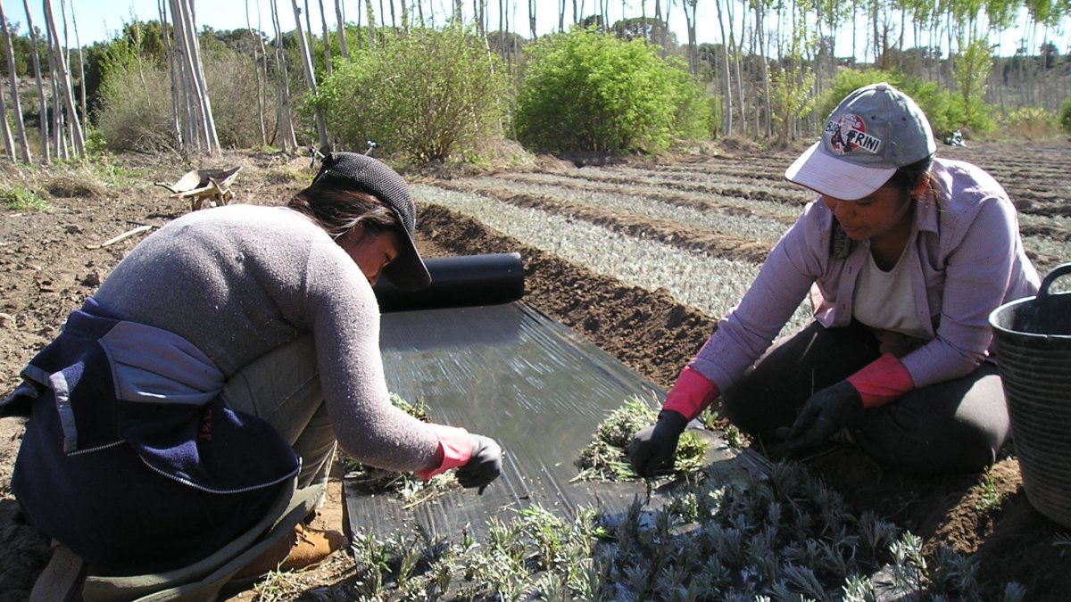Una pareja de horticultores en un vivero