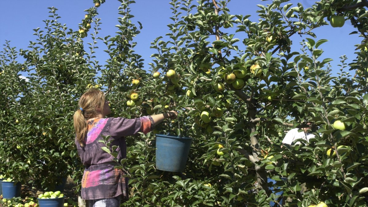 Recogida de manzanas en El Bierzo, en una imagen de archivo.