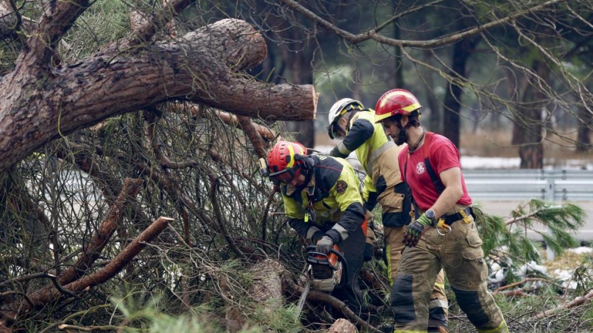 Bomberos de Valladolid talan el gran pino desplomado sobre una carretera de servicio del Pinar de Antequera.