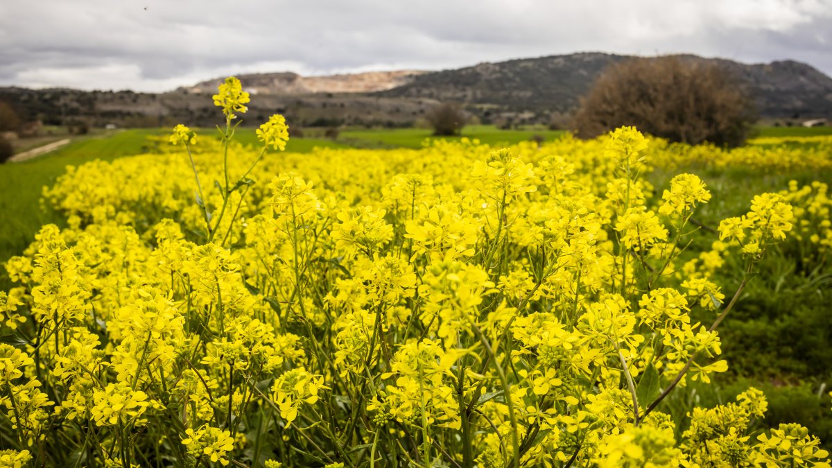 Finca de colza en la provincia de Soria.
