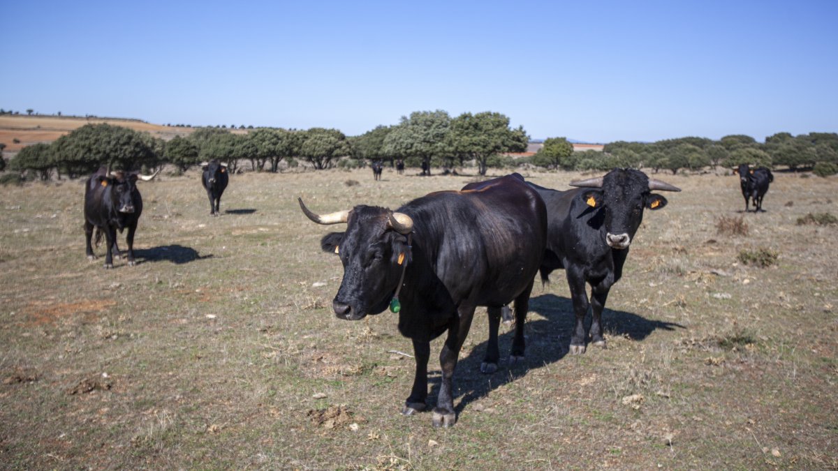 Explotación de vaca serrana negra en la provincia de Soria.