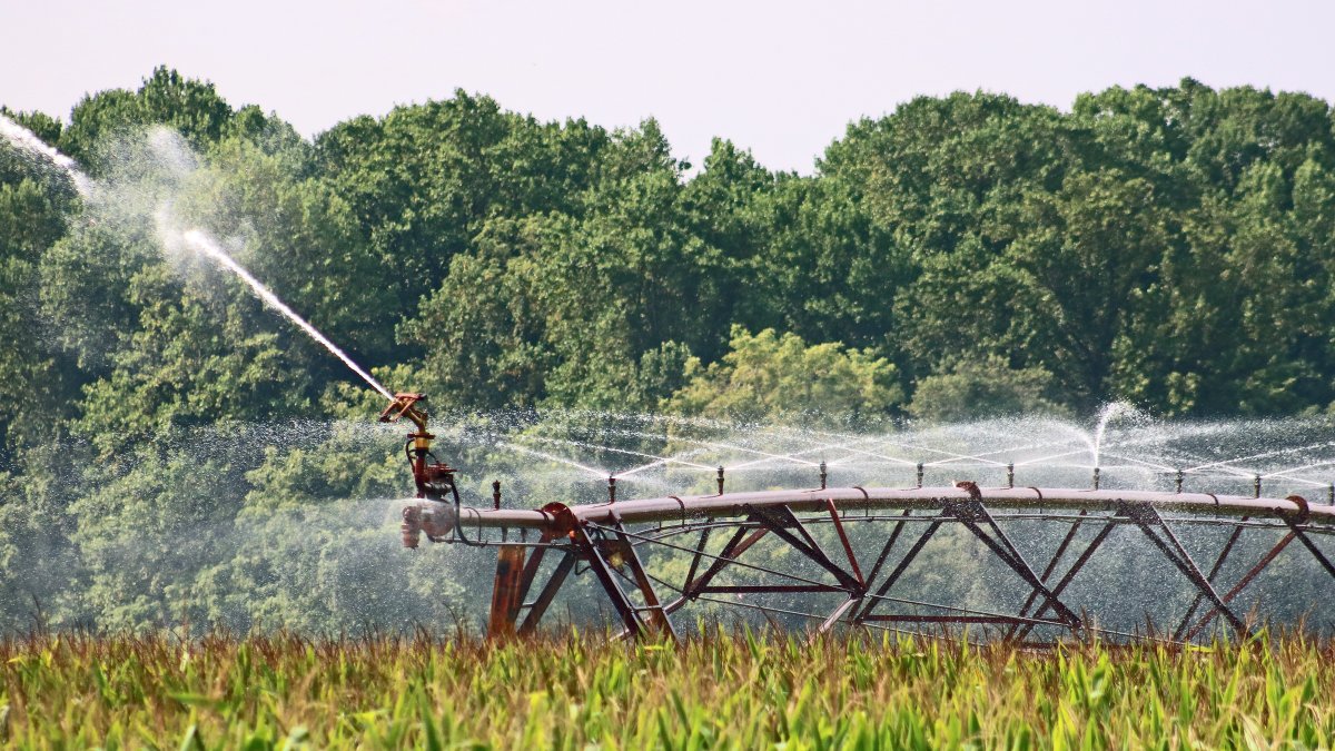 Instalación de regadio con pivot en una plantación de maíz