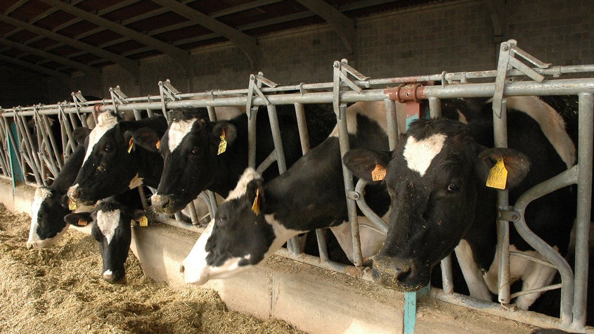 Vacas de Ventosa de San Pedro, una de las dos ganaderías certificadas por el Consejo Regulador de la DOP de la Mantequilla de Soria.