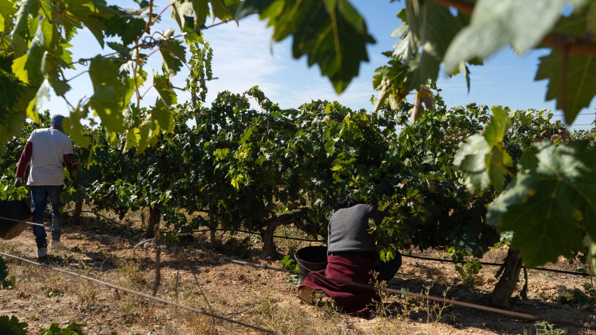 Dos jornaleros recogen uva en un viñedo de la Denominación de Origen Cigales, en una foto de archivo.