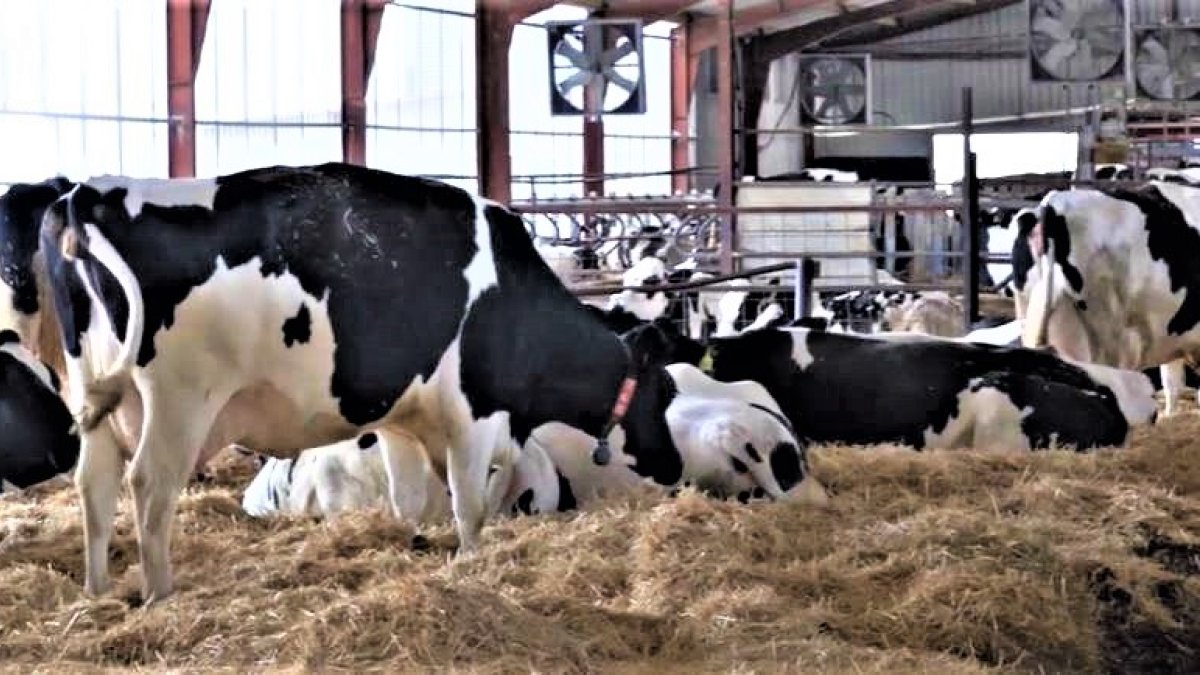 Vacas de leche en el cebadero de una explotación de la provincia de Zamora, en una imagen de archivo.