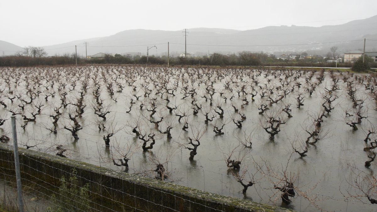Viñedos del Bierzo afectados por el temporal de lluvias.
