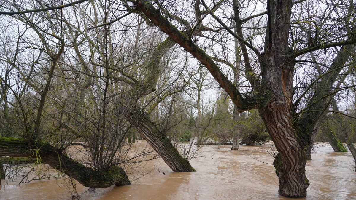 Río Duero a su paso por la localidad vallisoletana de Quintanilla de Onésimo