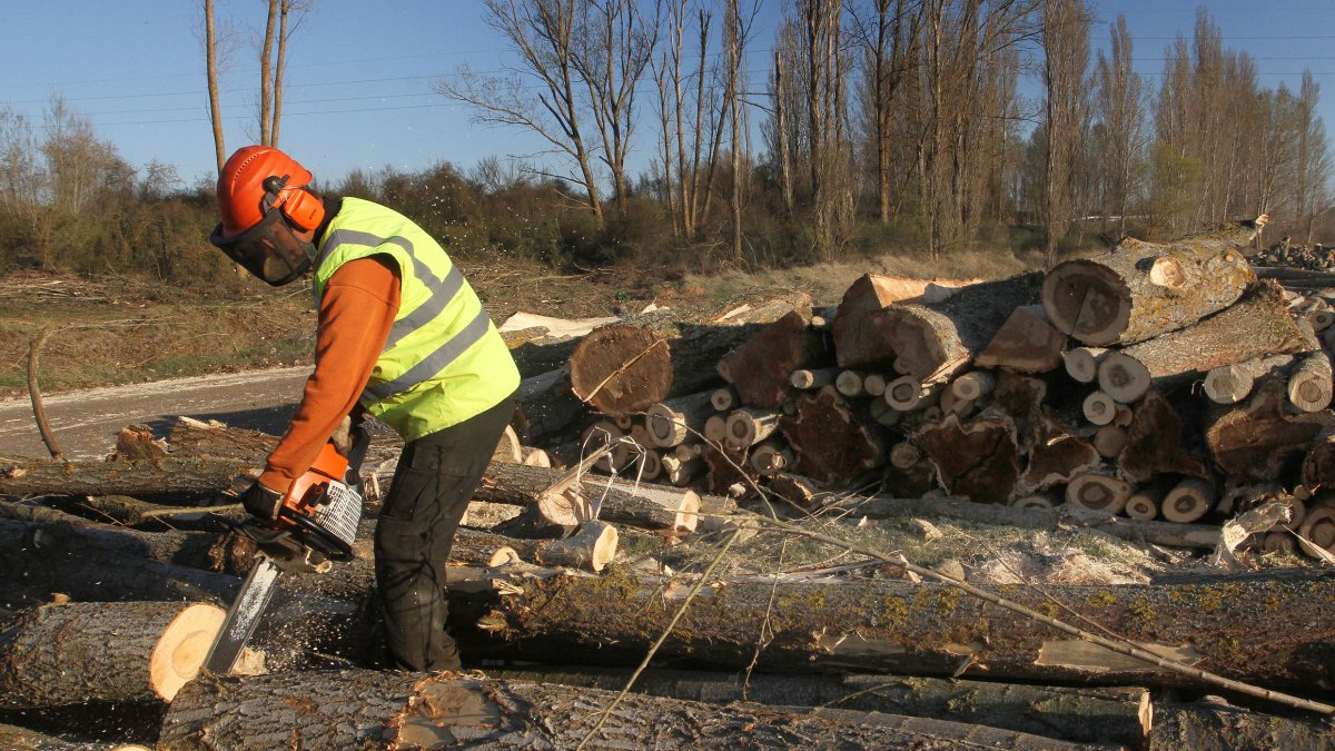 Un operario trocea chopos, en una imagen de archivo