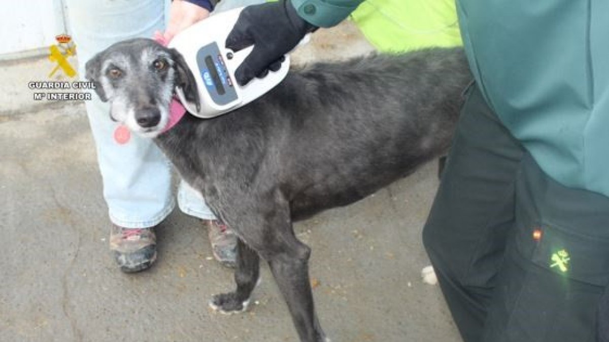 Un agente comprueba el microchip de un galgo.