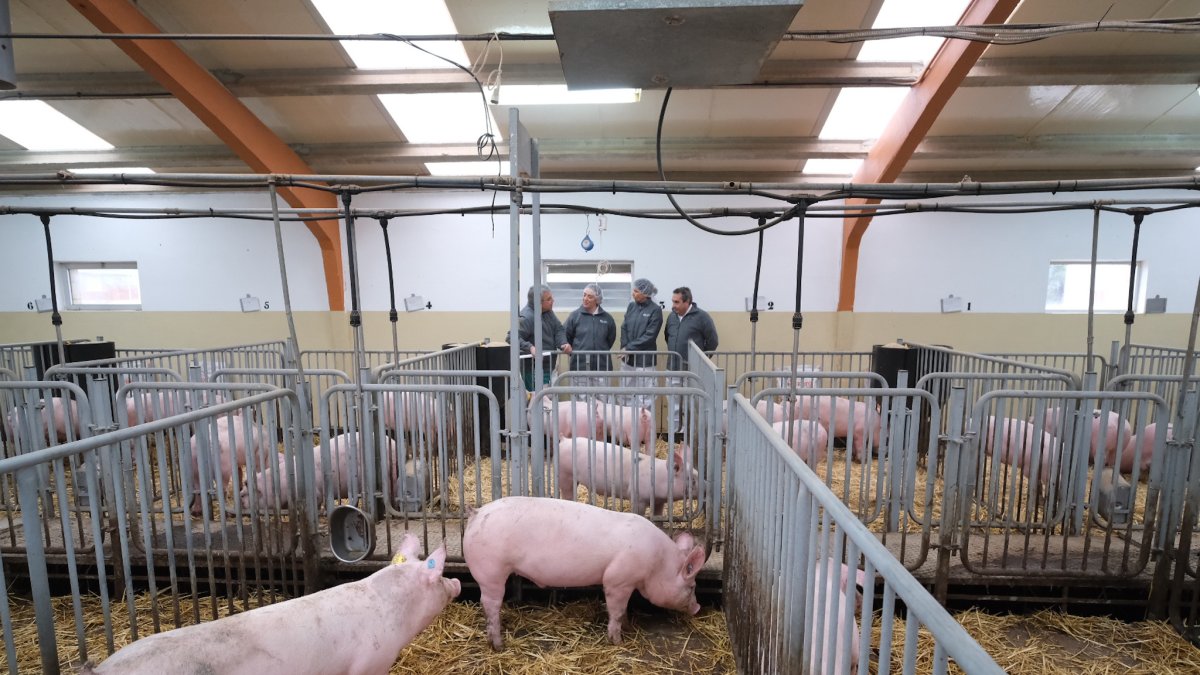 Una piara de cerdos en una granja de porcino en Castilla y León
