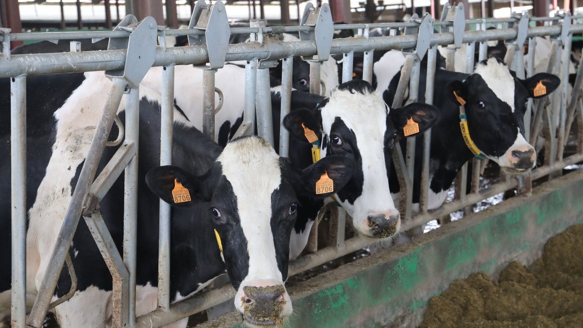 Granja de vacuno de leche en la provincia de Palencia en una imagen de archivo