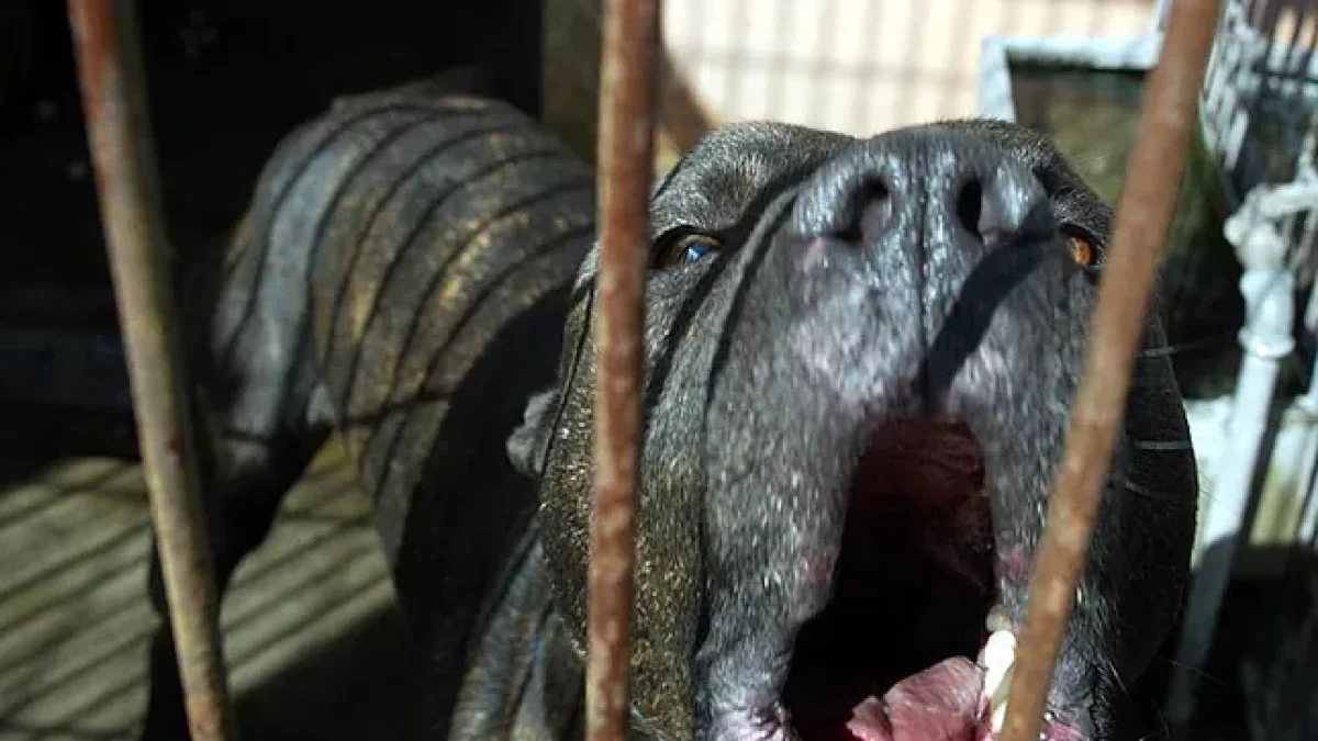 Pit Bull Terrier en una imagen de archivo.