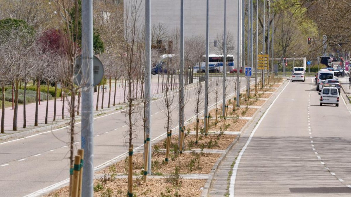 Árboles con el nuevo sistema en la avenida del Real Valladolid