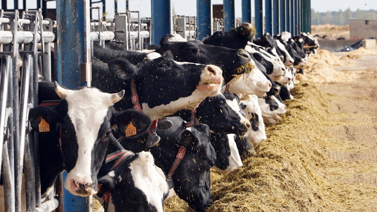 Explotación de ganado bovino para la producción de leche de El Cantón