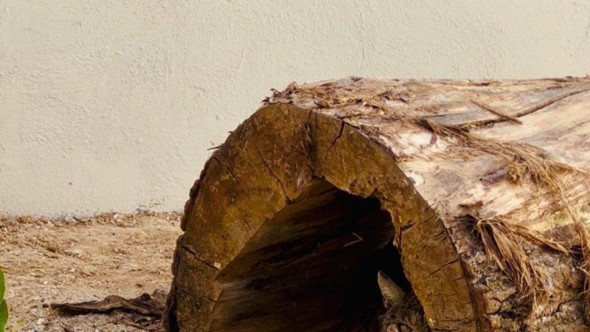 El lince pasa la cuarentena en Valladolid.