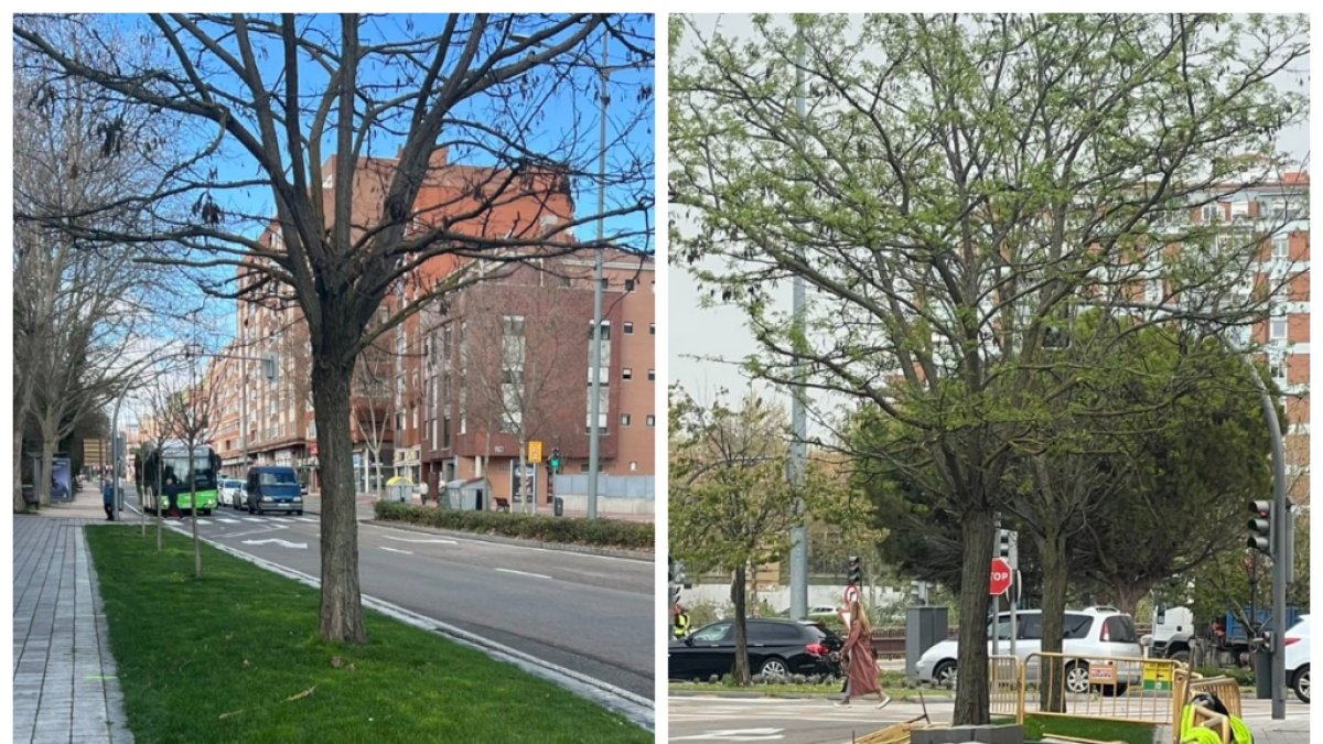En la izquierda la antigua zona verde junto al Marqués de la Ensenada y a la derecha, las obras para cambiarlo por un aparcamiento