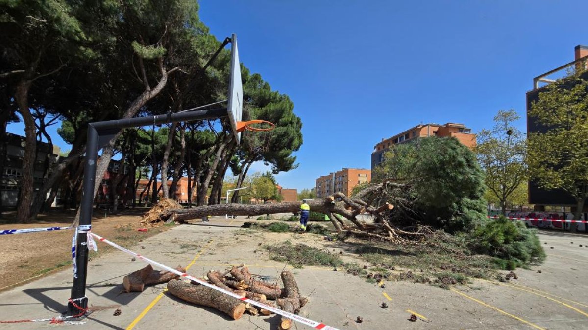 Cae un pino de grandes dimensiones en el colegio Alonso Berruguete de Valladolid