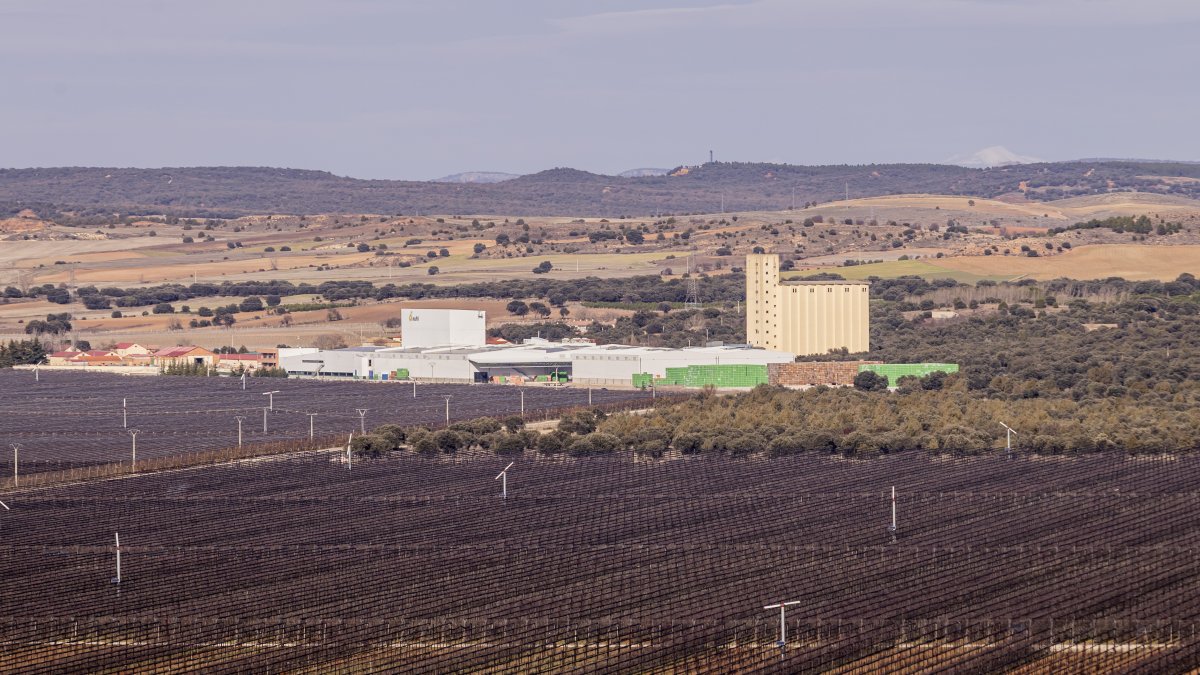 Finca de manzanas de Nufri, una empresas que ha promovido la figura de calidad Manzana de Soria.