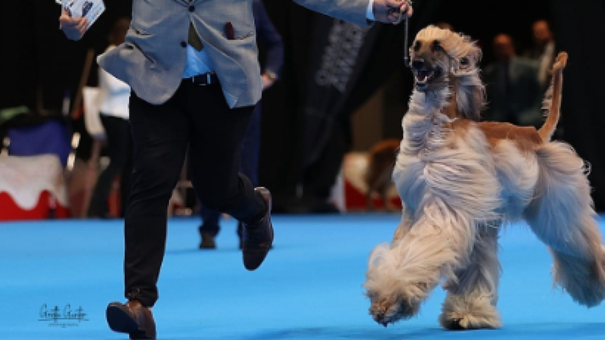 Evento canino