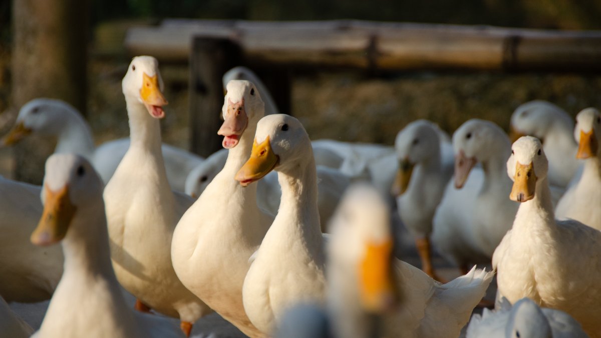 Una bandada de patos en una explotación ganadera