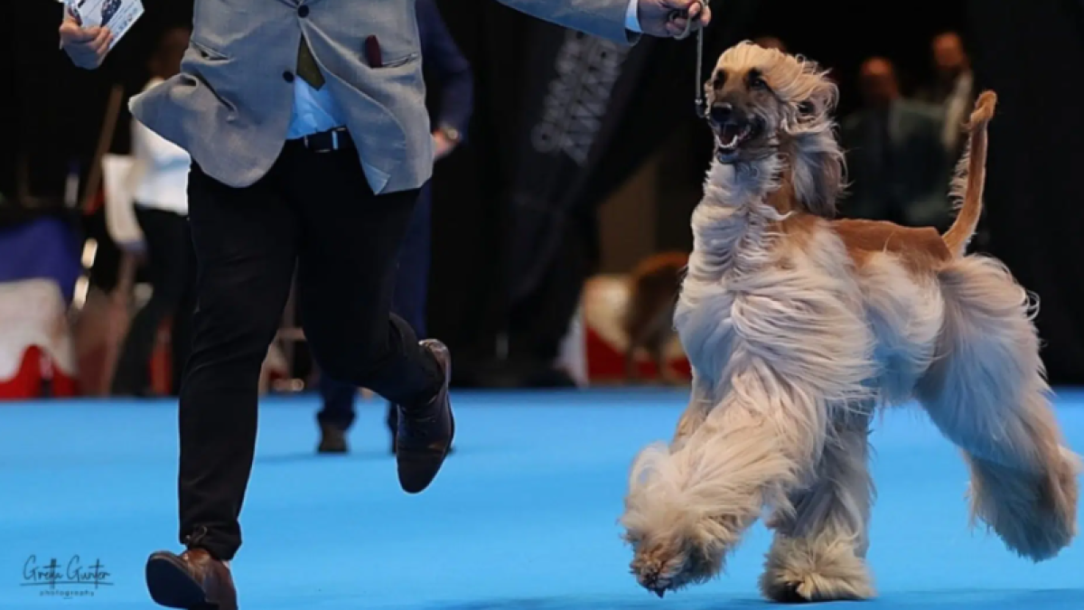 Valladolid se convierte en capital europea del mundo canino con más de 2.000 perros.