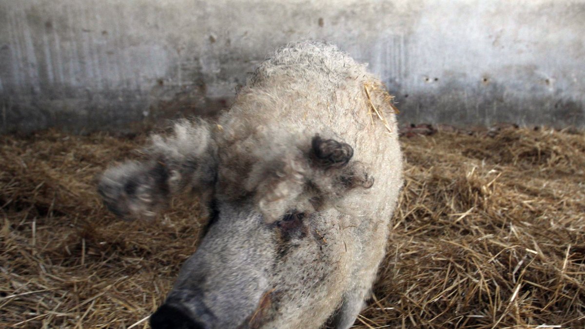 Ejemplar de cerdo de la raza mangalica en la localidad segoviana de Carbonero El Mayor.