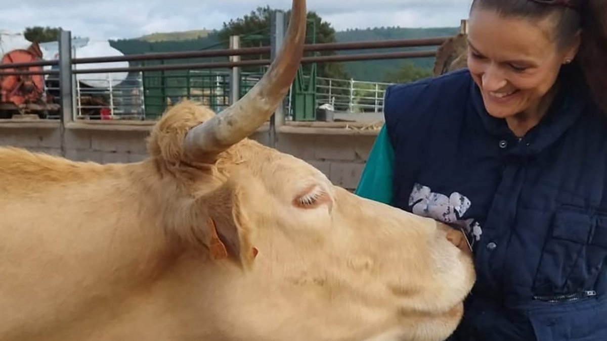 Una veterinaria acaricia a una ternera en una explotación ganadera