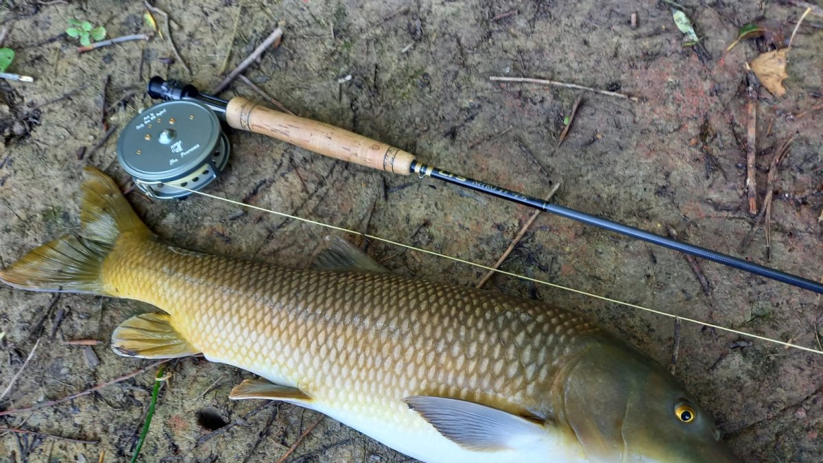 Un magnífico barbo común pescado a mosca seca en Valladolid.