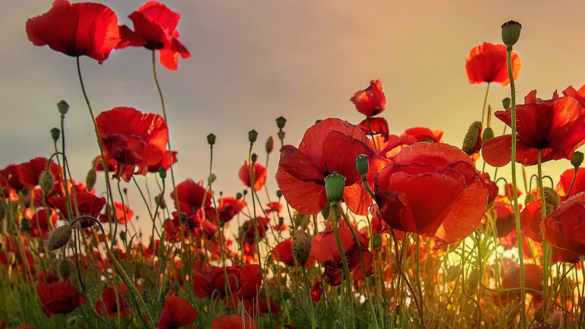 Un campo de amapolas en plena floración tiñe de rojo el paisaje primaveral de Valladolid durante unas semanas antes de desaparecer con la llegada del verano