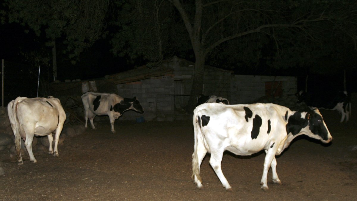 Explotación bovina del municipio abulense de Candeleda (Ávila), donde ha sido detectado un foco de lengua azul