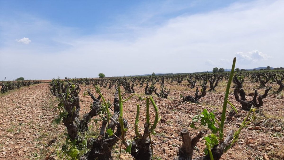 Ya son más de 8.000 hectáreas de uva de vino siniestradas en lo que va de campaña