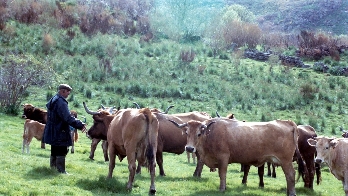 Rebaño de vacas alistano-sanabresa en el valle zamorano del Bibey.