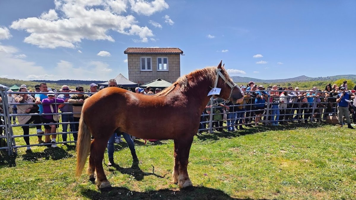 El caballo Hispano-Bretón no, todavía en peligro de extinción, es sumamente llamativo y está muy presente en ferias ganaderas.