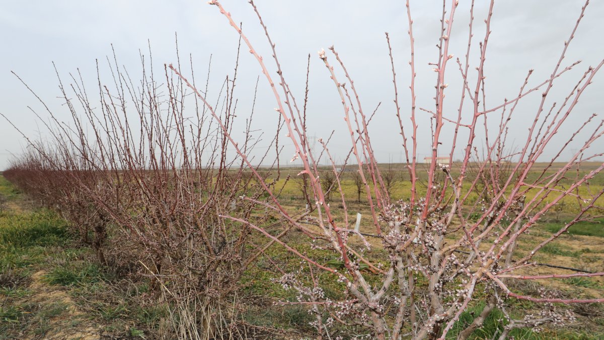 Explotación agrícola cercana a la capital palentina donde se experimenta con almendros