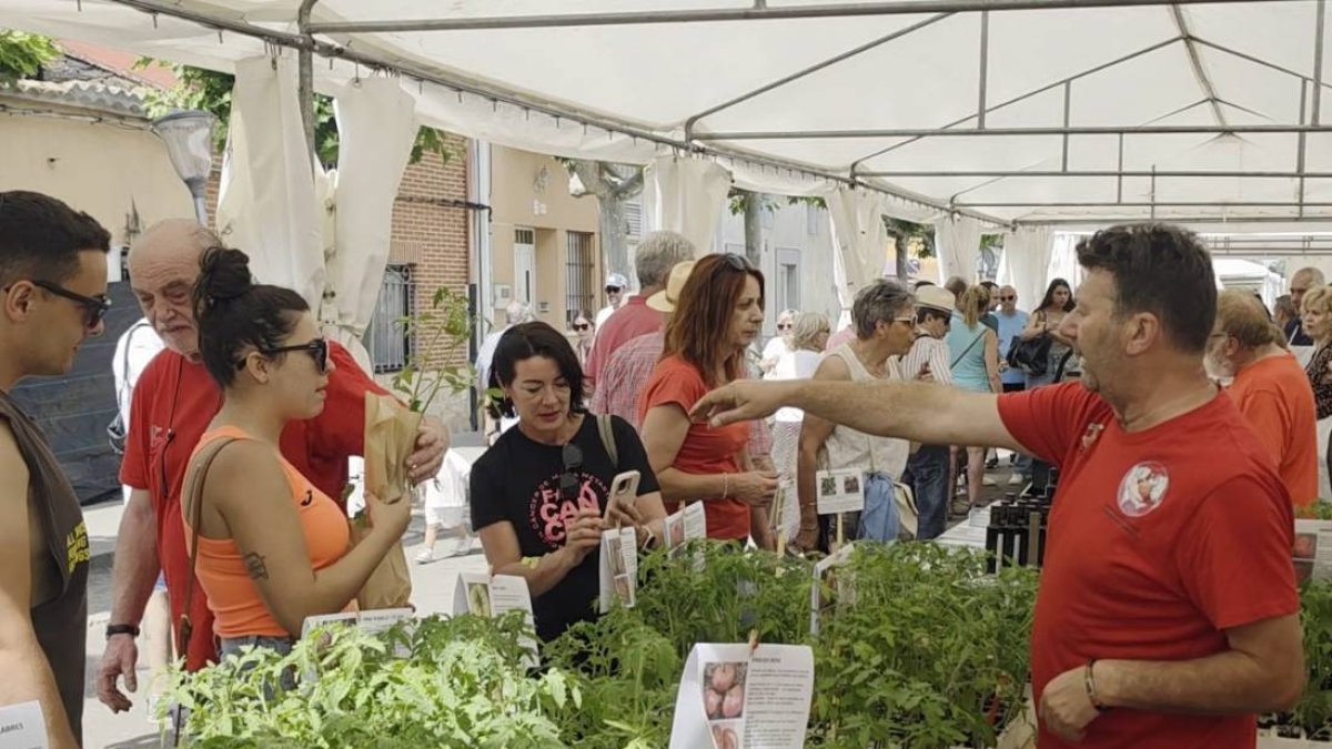 Folclore, oficios y gastronomía en la Feria del Espárrago de Tudela de Duero
