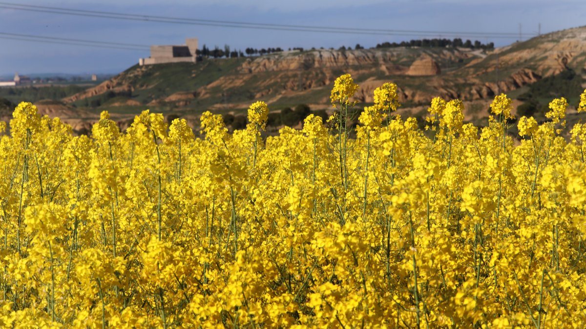 Parcelas cultivadas de colza en la localidad de Fuentes de Valdepero (Palencia).
