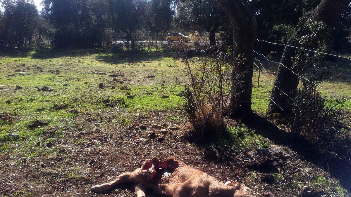 Ataques de lobo en la finca La Palenciana.