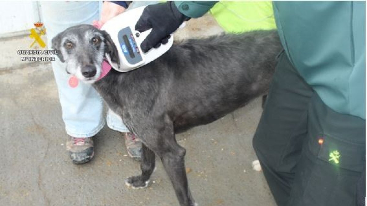 Imagen de la galga abandonada en Medina de Rioseco (Valladolid).