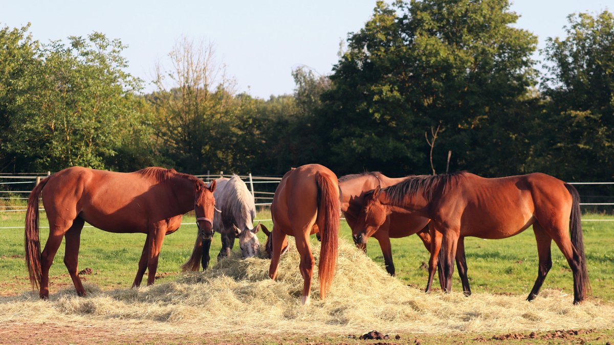 Una manada de caballos se alimenta de pienso en una finca ganadera.