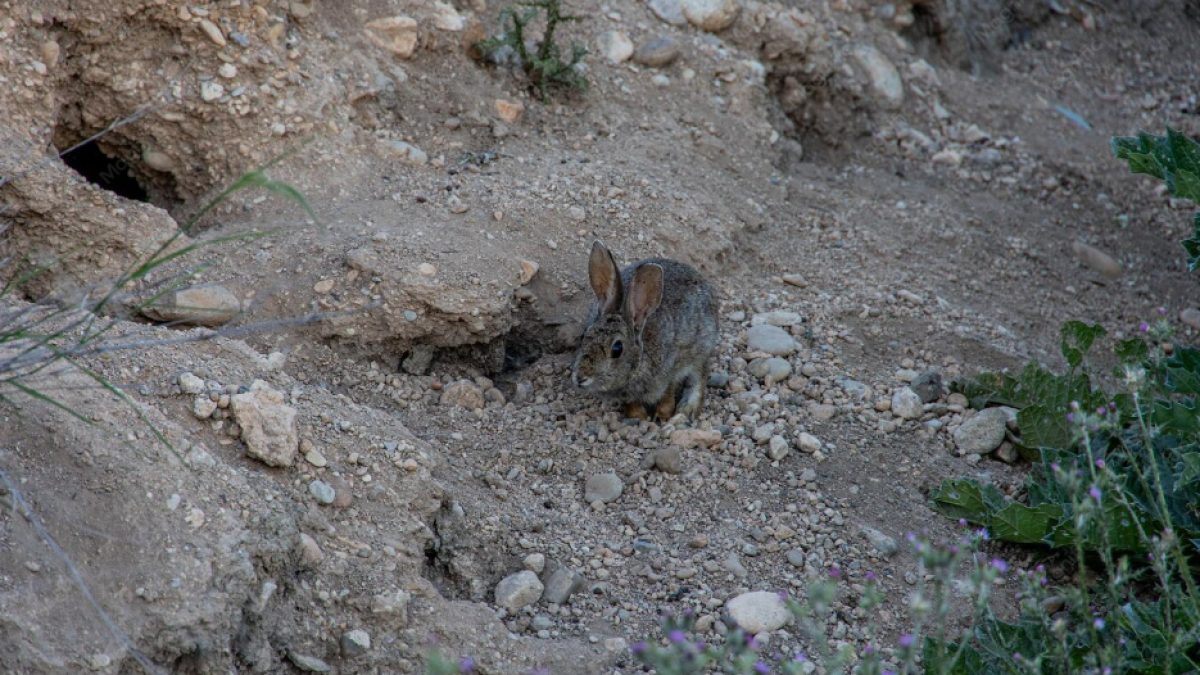 Un conejo trata de introducirse en una madriguera cercana a una tierra de cultivo.