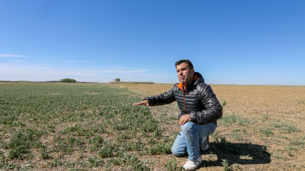 Un agricultor muestra el mal estado del cultivo en una campaña anterior- ICAL