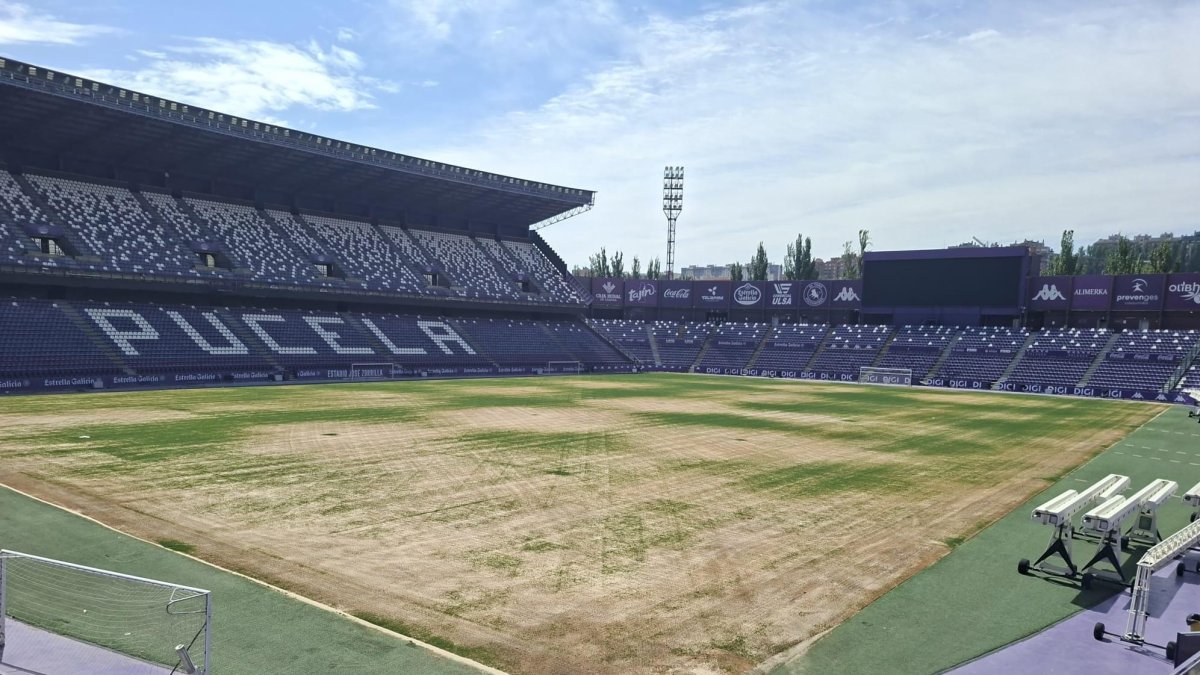 Césped del Estadio José Zorrilla en proceso de regeneración.