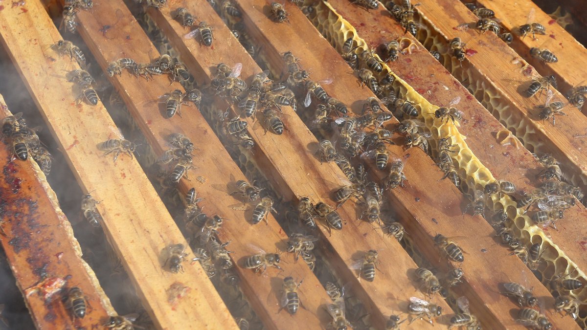 Un enjambre de abejas en torno a una colmena.