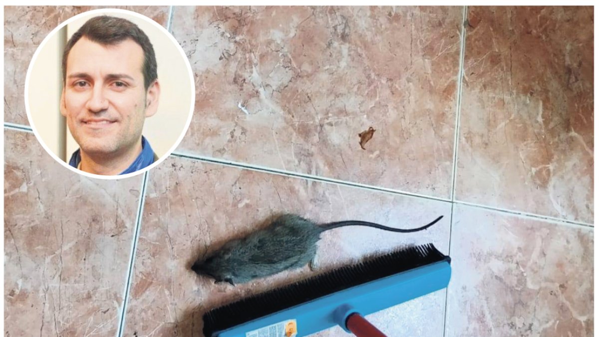 David Esteban, alcalde de Medina de Rioseco, y una foto de la plaga de ratas en una casa del municipio